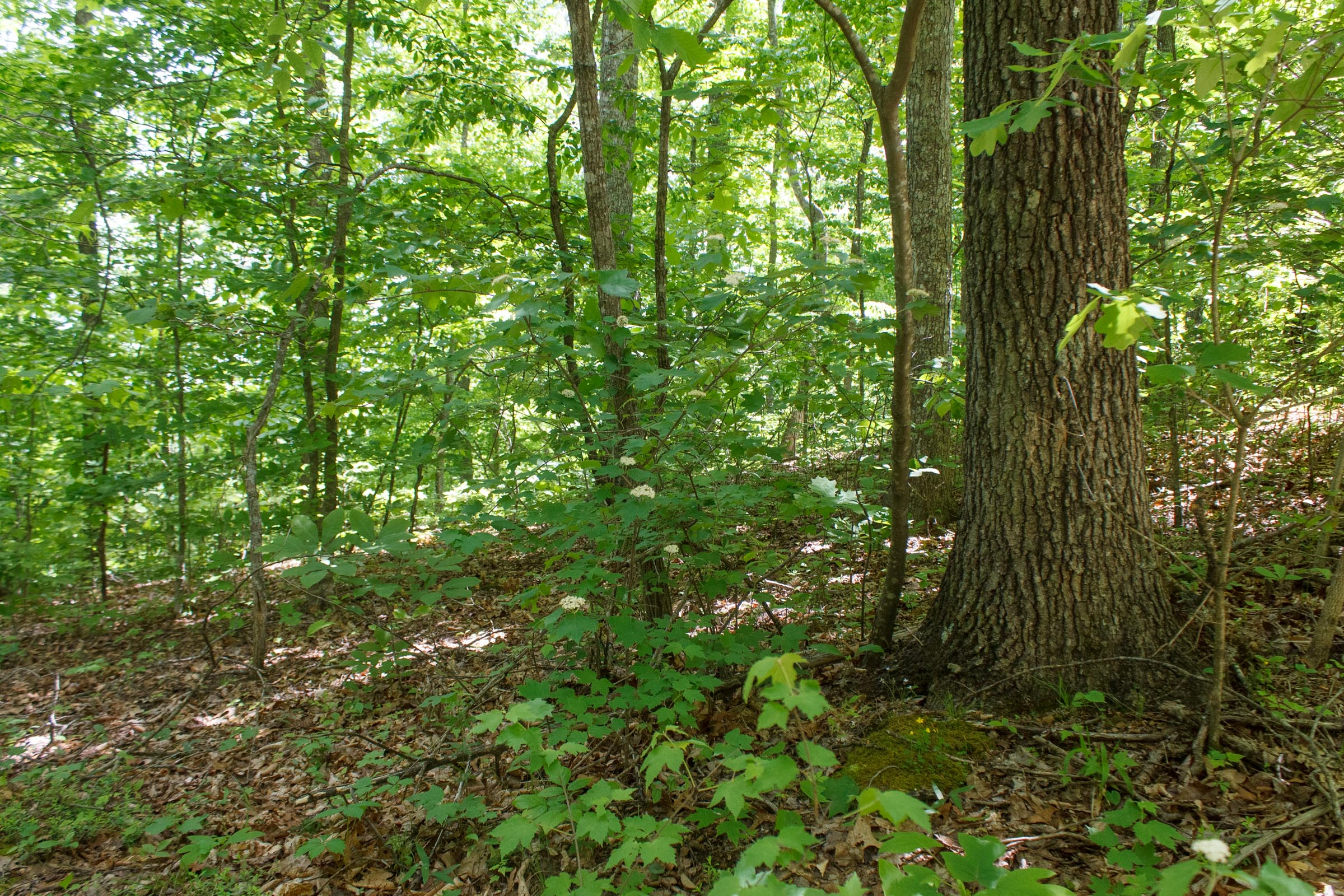 Tract 14 at Riverbend in Wayne County, Kentucky