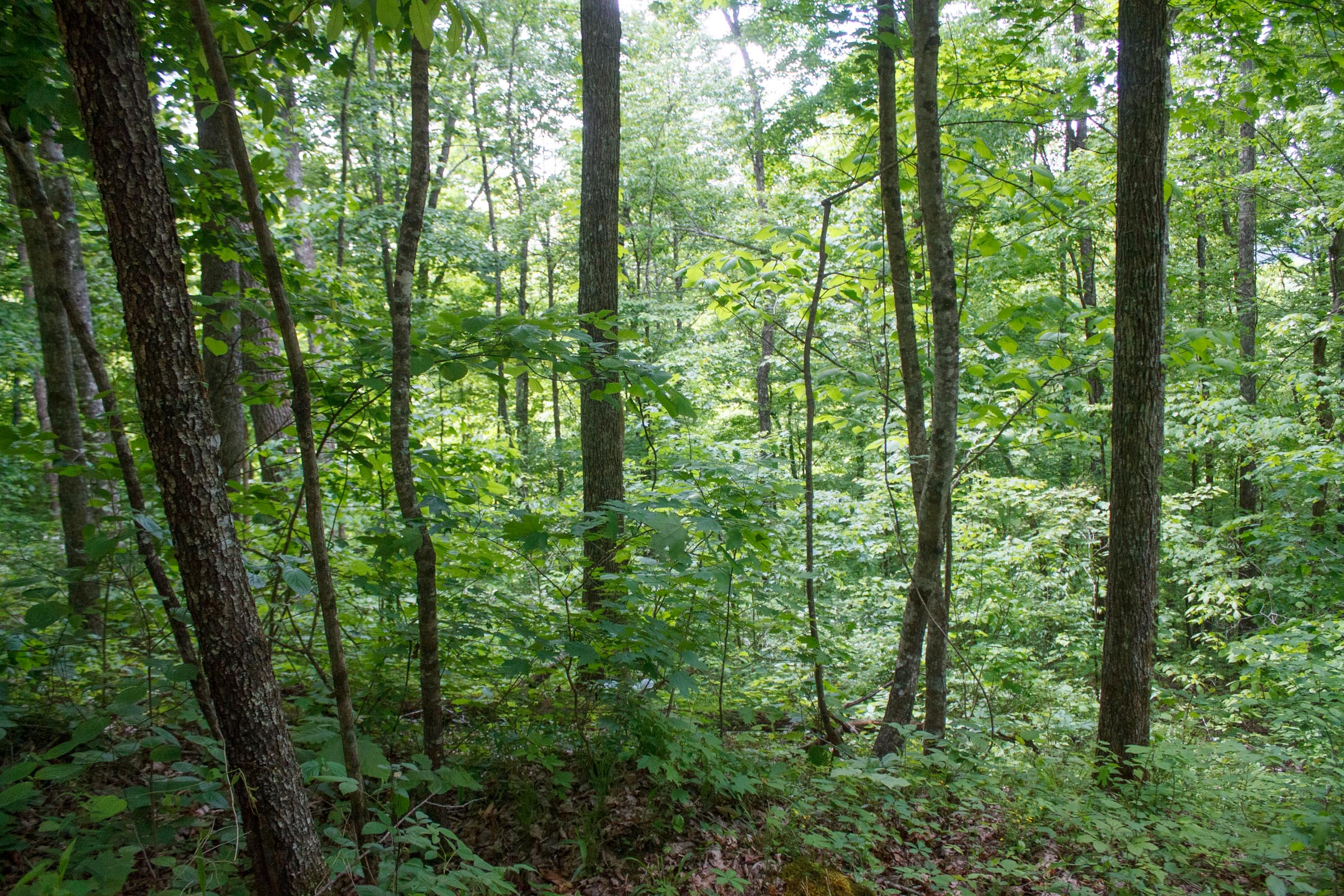 Tract 2 at Riverbend in Wayne County, Kentucky