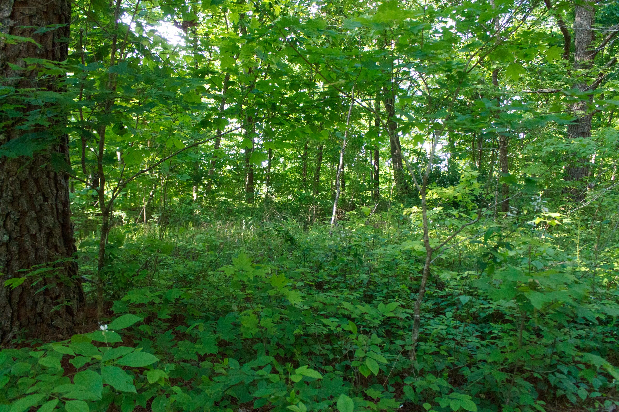 Tract 20 at Riverbend in Wayne County, Kentucky