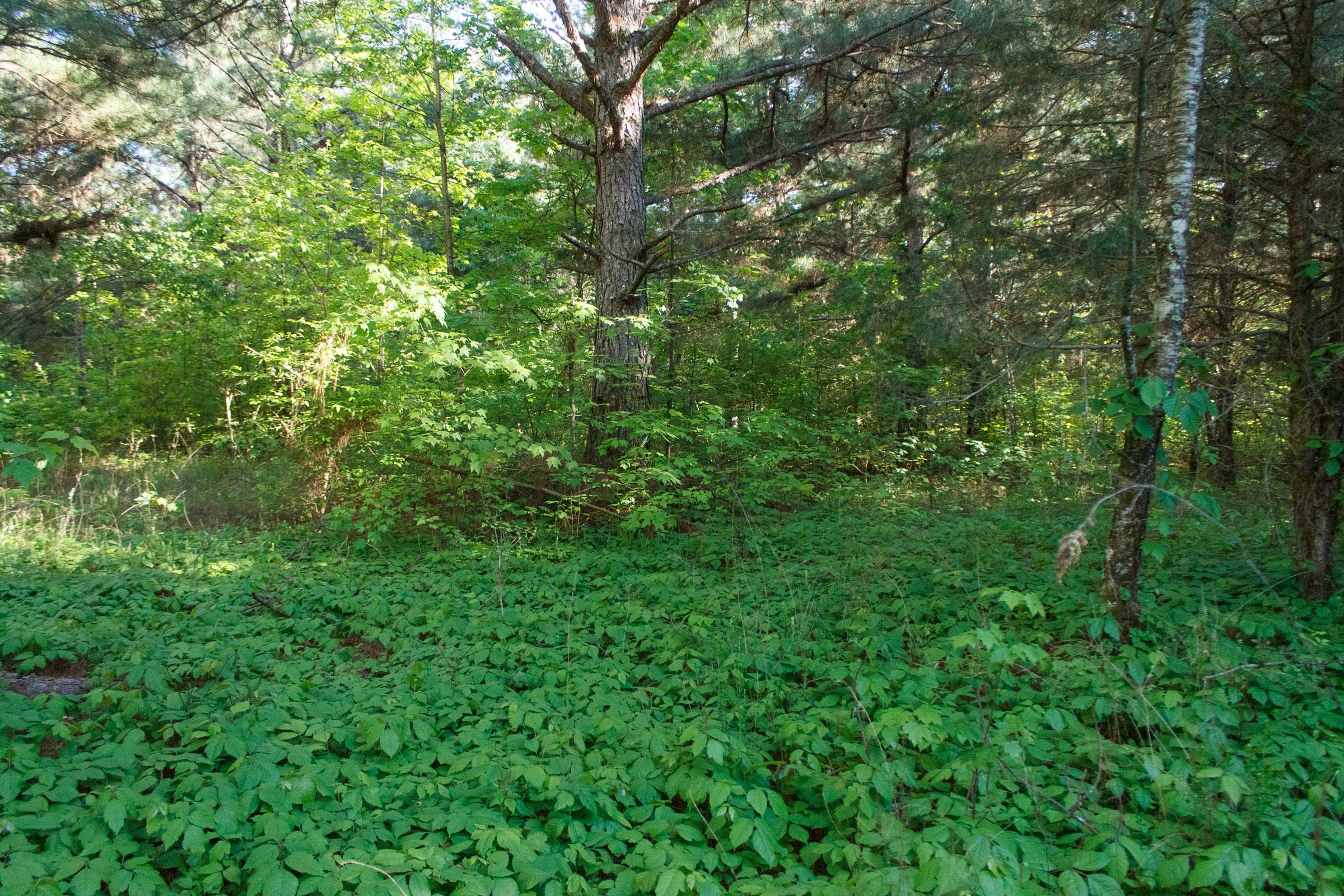 Tract 25 at Riverbend in Wayne County, Kentucky
