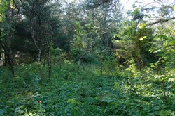 property photo for Riverbend Tract 25, 4.32 acres for sale in Wayne County, Kentucky