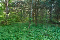 property photo for Riverbend Tract 25, 4.32 acres for sale in Wayne County, Kentucky