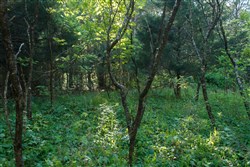 property photo for Riverbend Tract 25, 4.32 acres for sale in Wayne County, Kentucky