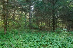property photo for Riverbend Tract 25, 4.32 acres for sale in Wayne County, Kentucky