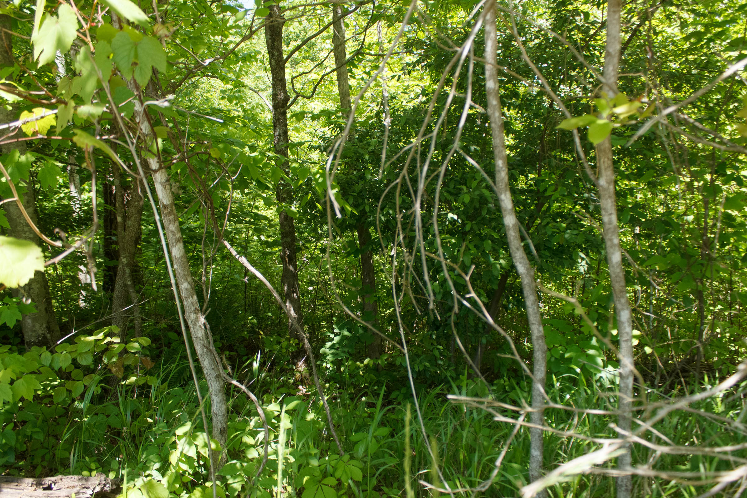 Tract 31 at Riverbend in Wayne County, Kentucky