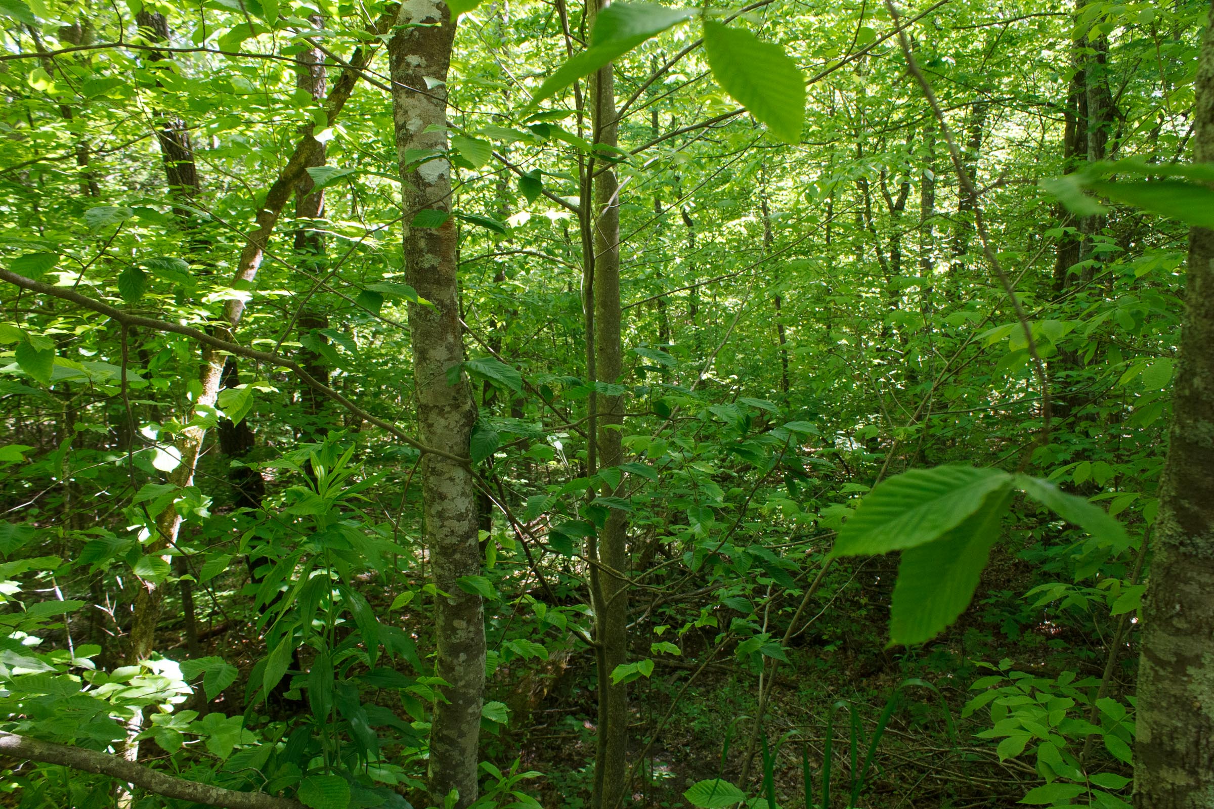 Tract 32 at Riverbend in Wayne County, Kentucky