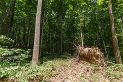 property photo for Rolling Hills Tract 10, 7.27 acres for sale in Wayne County, Kentucky