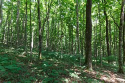 property photo for Rolling Hills Tract 10, 7.27 acres for sale in Wayne County, Kentucky