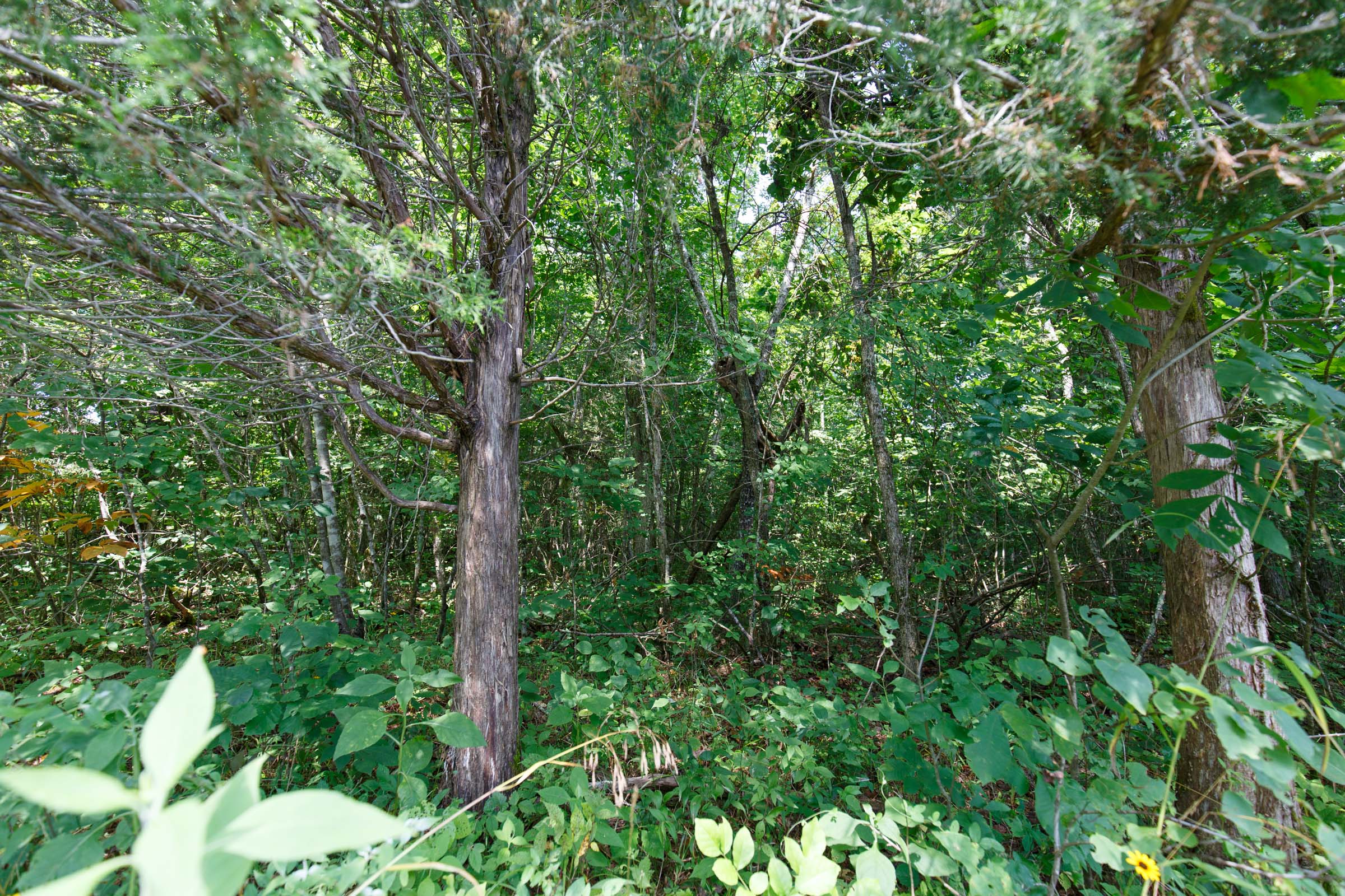 Tract 20 at Rolling Hills in Wayne County, Kentucky