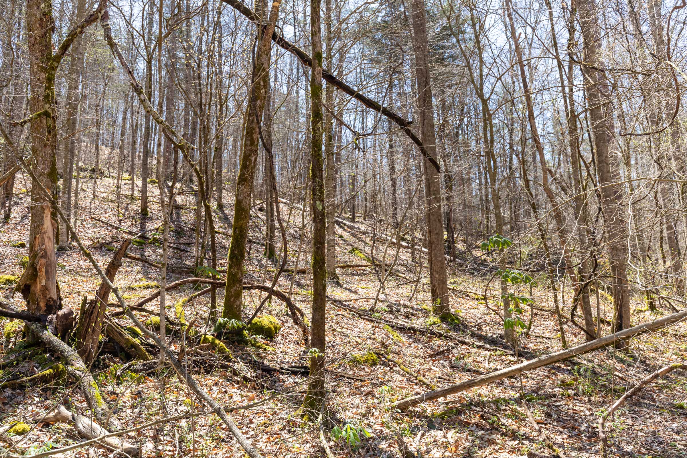 Tract 8 at Woodland Heights in Wayne County, Kentucky