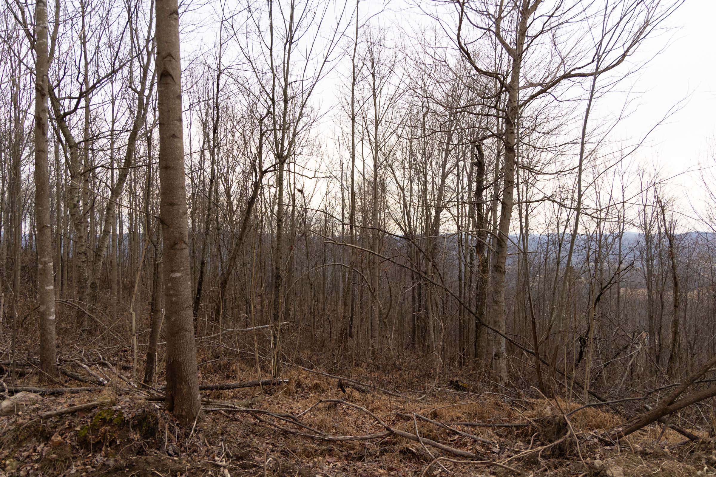 Tract 21 at Jade Pass in Whitley County, Kentucky